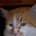 Подробнее об объявлении «Пропал кот Москва» Фото: пропала кошка Сибирская «Пропал кот Москва» в г. Москва