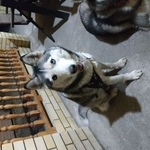 Подробнее об объявлении «Краснодар Найдена собака хаски девочка» Фото: найдена собака  «Краснодар Найдена собака хаски девочка» в г. Краснодар