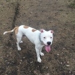 Подробнее об объявлении «Пропала собака кобель на радуге, амстафф, белый Кемерово» Фото: пропала собака Американский стаффордширский терьер «Пропала собака кобель на радуге, амстафф, белый...» в г. Кемерово