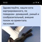 Подробнее об объявлении «Москва Найден кот чёрный кастрированный говорящий кот» Фото: найдена кошка Ориентальная (восточная короткошерстная) «Москва Найден кот чёрный кастрированный...» в г. Москва