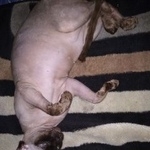 Подробнее об объявлении «Пропала кошка канадский сфинкс Москва» Фото: пропала кошка Канадский сфинкс «Пропала кошка канадский сфинкс Москва» в г. Москва