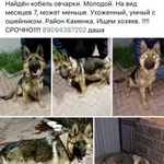 Подробнее об объявлении «Найдена собака Ростов-на-Дону» Фото: найдена собака Немецкая овчарка «Найдена собака Ростов-на-Дону» в г. Ростов-на-Дону