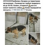 Подробнее об объявлении «Найдена собака Ростов-на-Дону» Фото: найдена собака Немецкая овчарка «Найдена собака Ростов-на-Дону» в г. Ростов-на-Дону