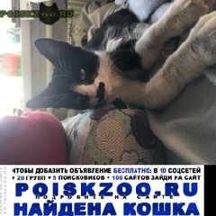 Подробнее об объявлении «Москва Найден кот» Фото: найдена кошка  «Москва Найден кот» в г. Москва