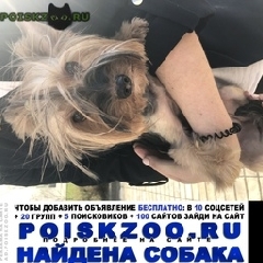 Подробнее об объявлении «Найдена собака йоркширский терьер ( девочка) Химки» Фото: найдена собака Йоркширский терьер «Найдена собака йоркширский терьер ( девочка) Химки» в г. Химки