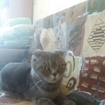 Подробнее об объявлении «Орел Найдена кошка» Фото: найдена кошка Британская короткошерстная «Орел Найдена кошка» в г. Орел