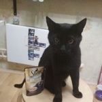 Подробнее об объявлении «Пропал кот черный кот Москва» Фото: пропала кошка  «Пропал кот черный кот Москва» в г. Москва
