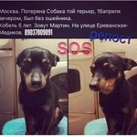 Подробнее об объявлении «Пропала собака кобель Москва» Фото: пропала собака Русский той-терьер «Пропала собака кобель Москва» в г. Москва