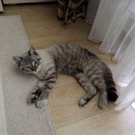 Подробнее об объявлении «Найден кот Балашиха» Фото: найдена кошка  «Найден кот Балашиха» в г. Балашиха