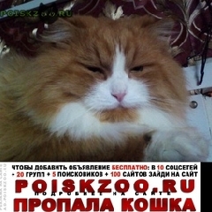 Подробнее об объявлении «Пропал кот рыжий слегка подстрижен Богородицк» Фото: пропала кошка Большой пиренеец «Пропал кот рыжий слегка подстрижен Богородицк» в г. Богородицк