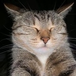Подробнее об объявлении «Пропала кошка муся Москва» Фото: пропала кошка  «Пропала кошка муся Москва» в г. Москва