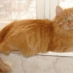 Подробнее об объявлении «Пропал кот рыжий кот, крылатское Москва» Фото: пропала кошка  «Пропал кот рыжий кот, крылатское Москва» в г. Москва