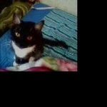 Подробнее об объявлении «Пропала кошка Москва» Фото: пропала кошка  «Пропала кошка Москва» в г. Москва