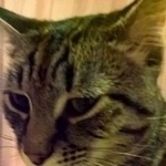 Подробнее об объявлении «Пропал кот Москва» Фото: пропала кошка  «Пропал кот Москва» в г. Москва