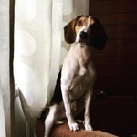 Подробнее об объявлении «Пропала собака кобель Санкт-Петербург» Фото: пропала собака Бигль «Пропала собака кобель Санкт-Петербург» в г. Санкт-Петербург