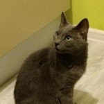 Подробнее об объявлении «Пропала кошка русская голубая Москва» Фото: пропала кошка Русская голубая «Пропала кошка русская голубая Москва» в г. Москва