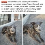 Подробнее об объявлении «Пропала собака Ростов-на-Дону» Фото: пропала собака  «Пропала собака Ростов-на-Дону» в г. Ростов-на-Дону