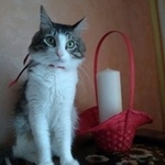 Подробнее об объявлении «Нижний Новгород Пропал кот» Фото: пропала кошка  «Нижний Новгород Пропал кот» в г. Нижний Новгород