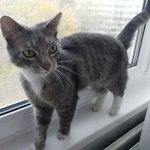 Подробнее об объявлении «Пропал кот новое вяхтелево Коммунар» Фото: пропала кошка  «Пропал кот новое вяхтелево Коммунар» в г. Коммунар