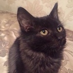 Подробнее об объявлении «Пропал кот   Москва» Фото: пропала кошка  «Пропал кот   Москва» в г. Москва