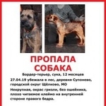 Подробнее об объявлении «Пропала собака бордер терьер Щелково» Фото: пропала собака Бордер-терьер «Пропала собака бордер терьер Щелково» в г. Щелково