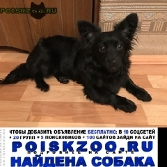 Подробнее об объявлении «Нижний Тагил Найдена собака» Фото: найдена собака  «Нижний Тагил Найдена собака» в г. Нижний Тагил
