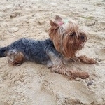 Подробнее об объявлении «Пропала собака Хабаровск» Фото: пропала собака  «Пропала собака Хабаровск» в г. Хабаровск