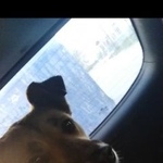 Подробнее об объявлении «Пропала собака Санкт-Петербург» Фото: пропала собака  «Пропала собака Санкт-Петербург» в г. Санкт-Петербург