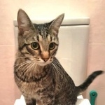 Подробнее об объявлении «Москва Найден кот» Фото: найдена кошка  «Москва Найден кот» в г. Москва