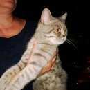 Подробнее об объявлении «Лобня Найдена кошка кот» Фото: найдена кошка  «Лобня Найдена кошка кот» в г. Лобня