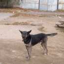 Подробнее об объявлении «Липецк Найдена собака» Фото: найдена собака  «Липецк Найдена собака» в г. Липецк