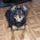 Подробнее об объявлении «Пропала собака Новосибирск» Фото: пропала собака  «Пропала собака Новосибирск» в г. Новосибирск