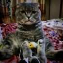 Подробнее об объявлении «Пропал кот Новокузнецк» Фото: пропала кошка Британская короткошерстная «Пропал кот Новокузнецк» в г. Новокузнецк