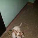 Подробнее об объявлении «Найдена собака кобель, мальчик Нижний Новгород» Фото: найдена собака  «Найдена собака кобель, мальчик Нижний Новгород» в г. Нижний Новгород