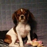 Подробнее об объявлении «Найдена собака 17.04 кавалер кинг чарльз спаниель Реутов» Фото: найдена собака Кавалер кинг чарльз спаниель «Найдена собака 17.04 кавалер кинг чарльз...» в г. Реутов