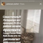 Подробнее об объявлении «Севастополь Пропал кот» Фото: пропала кошка Мейн-кун «Севастополь Пропал кот» в г. Севастополь