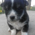 Подробнее об объявлении «Краснодар Найдена собака кобель» Фото: найдена собака  «Краснодар Найдена собака кобель» в г. Краснодар