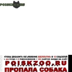Подробнее об объявлении «Пропала собака кобель в комсомольском парке Владикавказ» Фото: пропала собака  «Пропала собака кобель в комсомольском парке...» в г. Владикавказ
