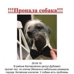 Подробнее об объявлении «Армавир Пропала собака кобель» Фото: пропала собака Китайская хохлатая собака «Армавир Пропала собака кобель» в г. Армавир