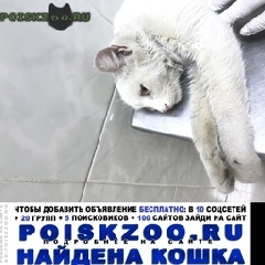Подробнее об объявлении «Москва Найдена кошка» Фото: найдена кошка  «Москва Найдена кошка» в г. Москва