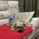 Подробнее об объявлении «Батайск Пропала собака» Фото: пропала собака Йоркширский терьер «Батайск Пропала собака» в г. Батайск