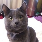 Подробнее об объявлении «Пропал кот Голицыно (Московская обл.)» Фото: пропала кошка  «Пропал кот Голицыно (Московская обл.)» в г. Голицыно (Московская обл.)