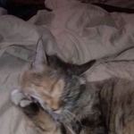 Подробнее об объявлении «Пропала кошка Москва» Фото: пропала кошка  «Пропала кошка Москва» в г. Москва