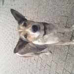 Подробнее об объявлении «Найдена собака сидит у входа в subway на республики Тюмень» Фото: найдена собака  «Найдена собака сидит у входа в subway на...» в г. Тюмень