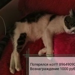 Подробнее об объявлении «Пропал кот Краснодар» Фото: пропала кошка  «Пропал кот Краснодар» в г. Краснодар