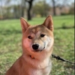 Подробнее об объявлении «Пропала собака Санкт-Петербург» Фото: пропала собака Японский шпиц «Пропала собака Санкт-Петербург» в г. Санкт-Петербург