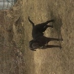 Подробнее об объявлении «Пропала собака кобель Кемерово» Фото: пропала собака Кане-корсо «Пропала собака кобель Кемерово» в г. Кемерово