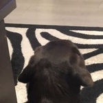 Подробнее об объявлении «Пропала собака Королев» Фото: пропала собака Лабрадор ретривер «Пропала собака Королев» в г. Королев