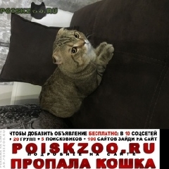 Подробнее об объявлении «Подольск Пропал кот» Фото: пропала кошка Шотландский терьер «Подольск Пропал кот» в г. Подольск