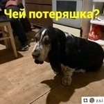 Подробнее об объявлении «Найдена собака Ростов-на-Дону» Фото: найдена собака Бассет-хаунд «Найдена собака Ростов-на-Дону» в г. Ростов-на-Дону